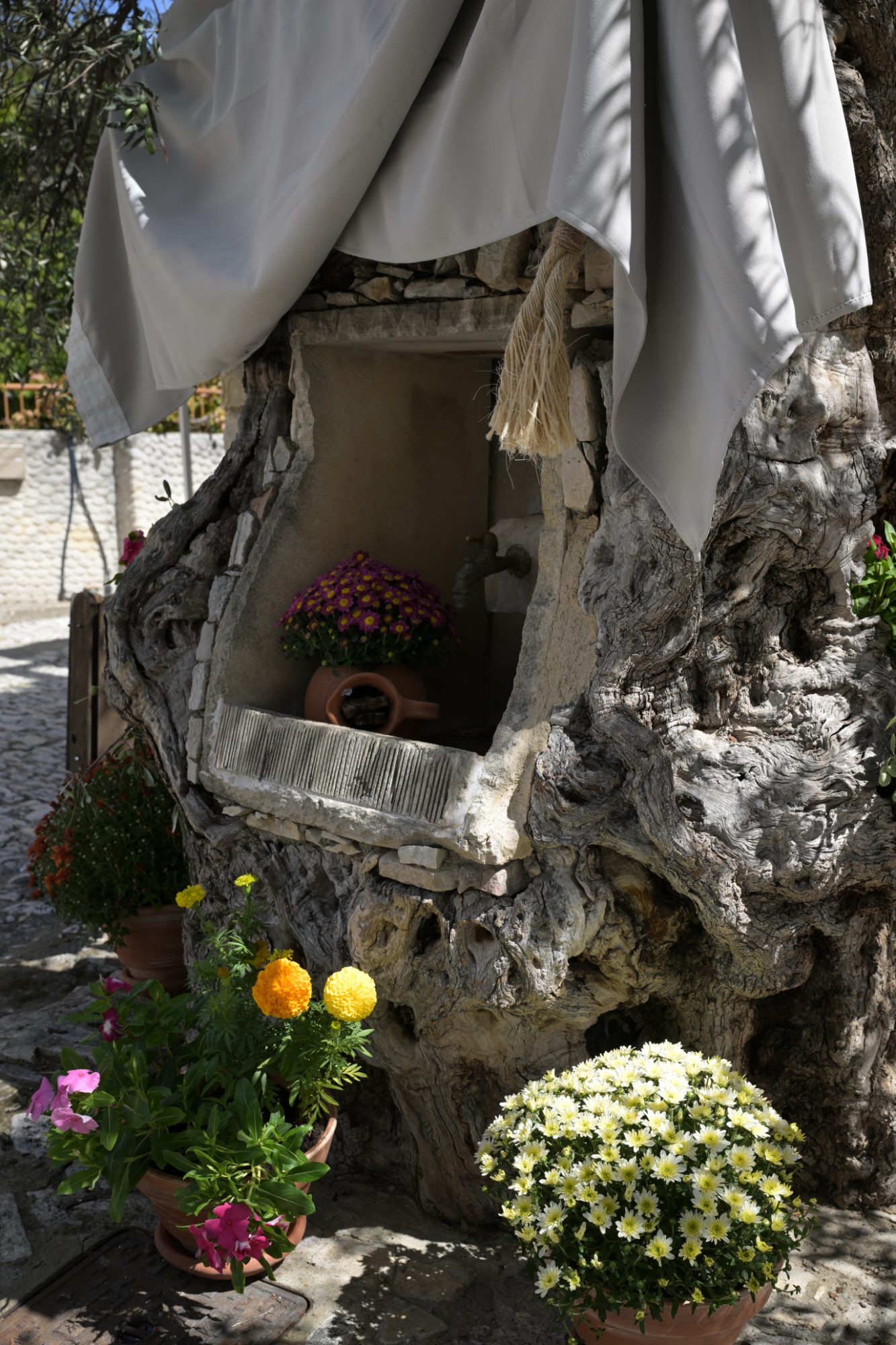 Ancient Olive Tree & Fountain