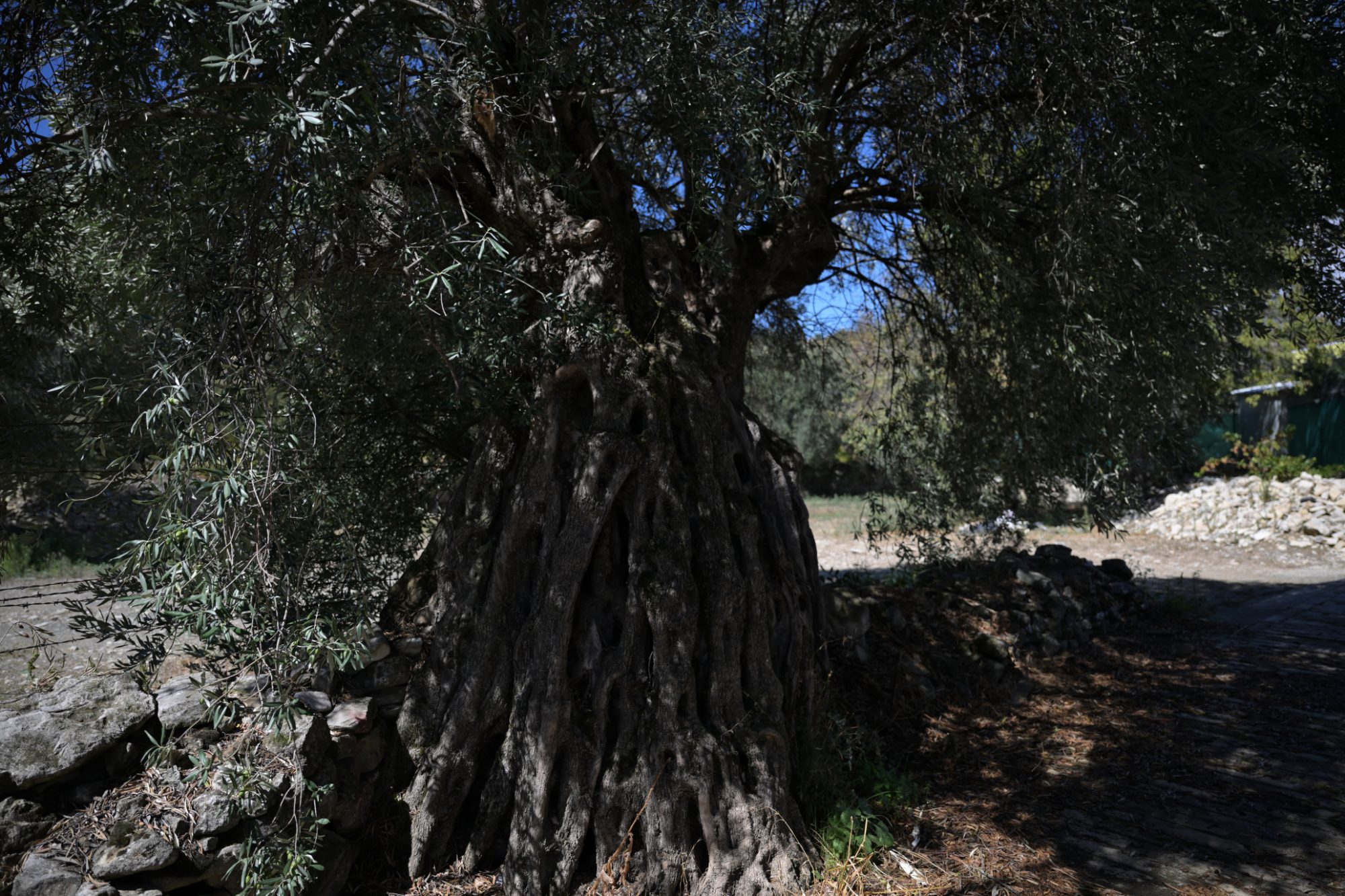 Ancient Olive Tree