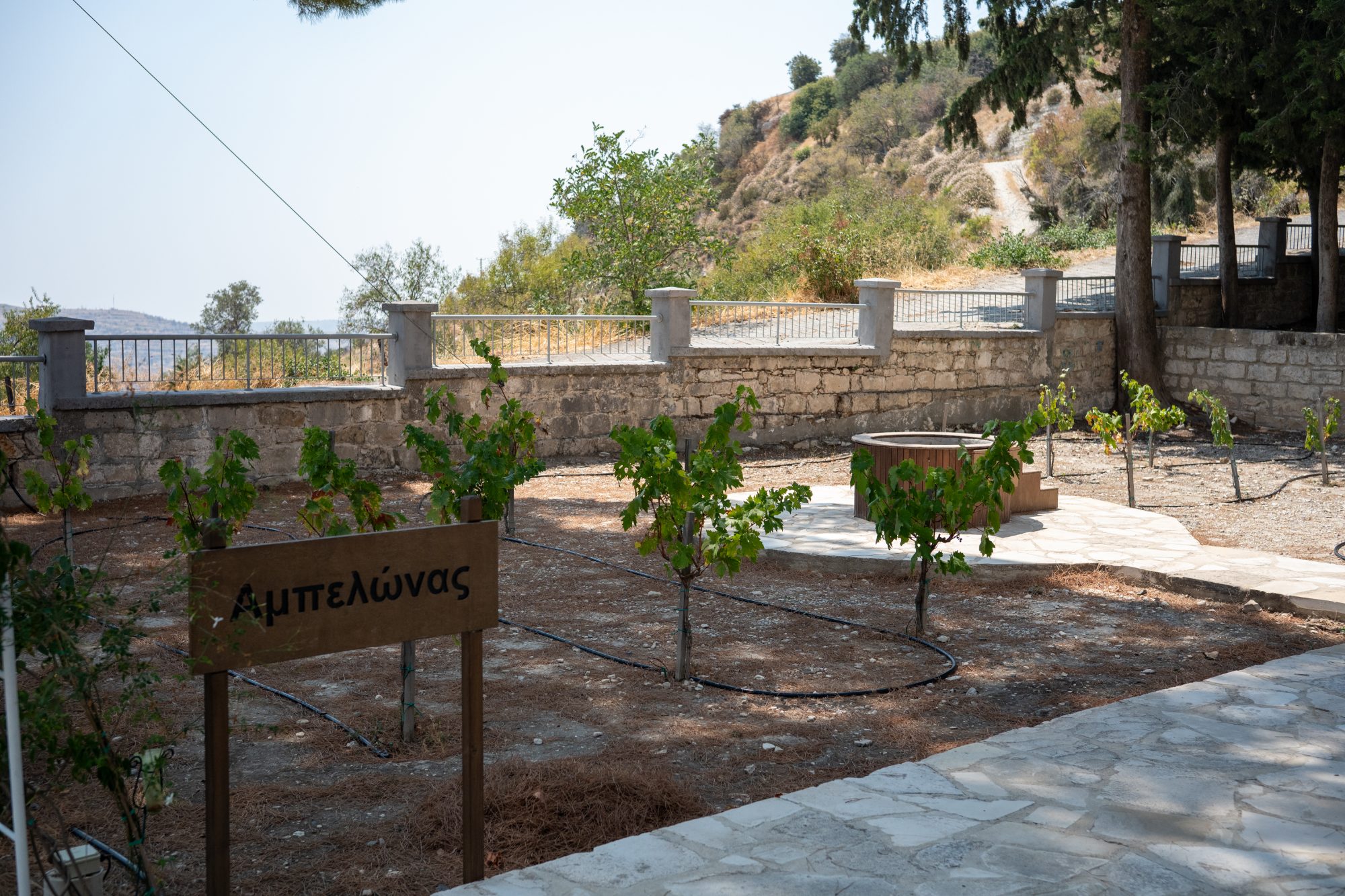 Vineyard