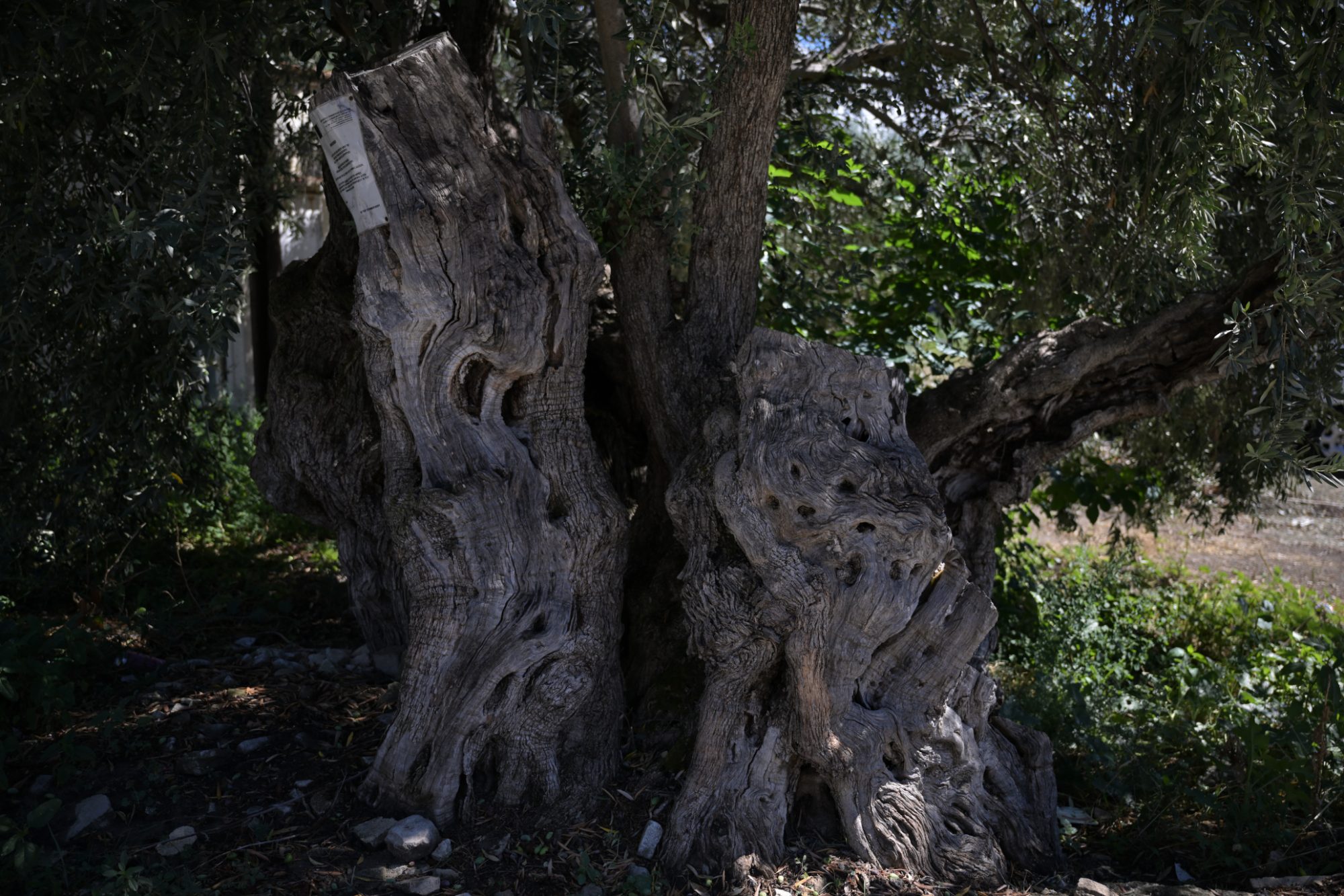 Ancient Olive Tree